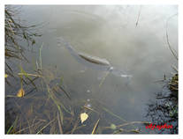 foto/diskuze/z_lovu/2012/th-img51509.jpg