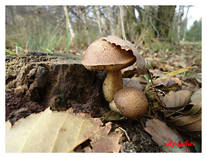 foto/diskuze/z_lovu/2012/th-img51510.jpg