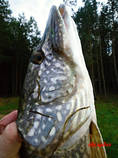 foto/diskuze/z_lovu/2012/th-img51511.jpg