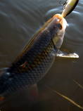 foto/diskuze/z_lovu/2012/th-img51513.jpg