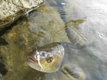 foto/diskuze/z_lovu/2012/th-img51616.jpg