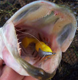 foto/diskuze/z_lovu/2012/th-img51855.jpg