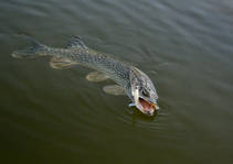 foto/diskuze/z_lovu/2012/th-img52856.jpg