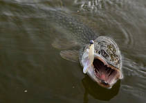 foto/diskuze/z_lovu/2012/th-img52857.jpg