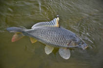 foto/diskuze/z_lovu/2012/th-img52858.jpg