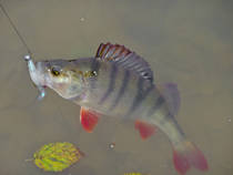 foto/diskuze/z_lovu/2012/th-img52859.jpg