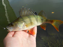 foto/diskuze/z_lovu/2012/th-img52865.jpg