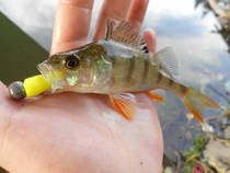 foto/diskuze/z_lovu/2012/th-img52866.jpg