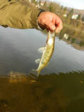 foto/diskuze/z_lovu/2012/th-img52867.jpg