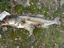 foto/diskuze/z_lovu/2012/th-img52868.jpg
