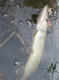 foto/diskuze/z_lovu/2012/th-img52887.jpg