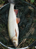 foto/diskuze/z_lovu/2012/th-img52888.jpg