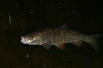 foto/diskuze/z_lovu/2012/th-img52962.jpg