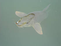 foto/diskuze/z_lovu/2012/th-img88666.jpg