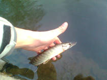 foto/diskuze/z_lovu/2012/th-img89352.jpg