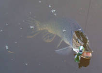 foto/diskuze/z_lovu/2012/th-img89386.jpg