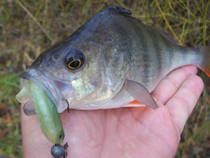 foto/diskuze/z_lovu/2012/th-img89387.jpg