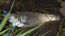 foto/diskuze/z_lovu/2012/th-img89486.jpg