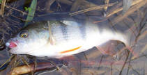foto/diskuze/z_lovu/2012/th-img89550.jpg