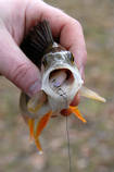 foto/diskuze/z_lovu/2012/th-img89574.jpg