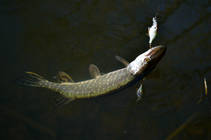 foto/diskuze/z_lovu/2012/th-img89597.jpg