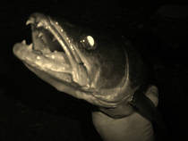 foto/diskuze/z_lovu/2012/th-img89604.jpg