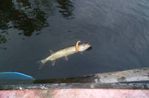 foto/diskuze/z_lovu/2012/th-img90039.jpg