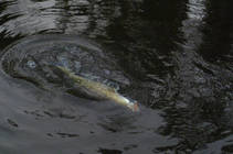 foto/diskuze/z_lovu/2012/th-img90040.jpg