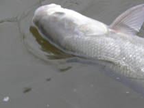 foto/diskuze/z_lovu/2012/th-img90110.jpg