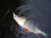 foto/diskuze/z_lovu/2012/th-img90155.jpg
