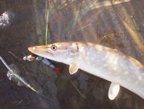 foto/diskuze/z_lovu/2012/th-img90340.jpg