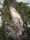 foto/diskuze/z_lovu/2012/th-img90662.jpg