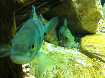 foto/diskuze/z_lovu/2012/th-img90714.jpg