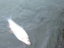 foto/diskuze/z_lovu/2012/th-img90741.jpg