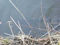 foto/diskuze/z_lovu/2012/th-img90742.jpg