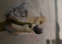 foto/diskuze/z_lovu/2012/th-img90785.jpg