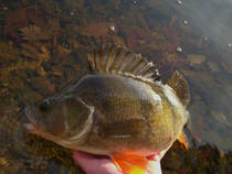 foto/diskuze/z_lovu/2012/th-img91089.jpg