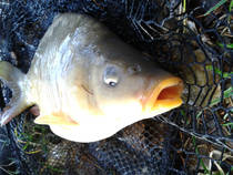 foto/diskuze/z_lovu/2012/th-img91091.jpg