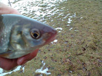 foto/diskuze/z_lovu/2012/th-img91117.jpg