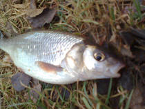 foto/diskuze/z_lovu/2012/th-img91118.jpg