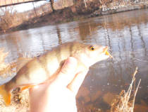 foto/diskuze/z_lovu/2012/th-img91145.jpg