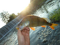 foto/diskuze/z_lovu/2013/th-img100029.jpg
