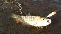 foto/diskuze/z_lovu/2013/th-img100082.jpg