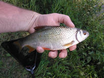 foto/diskuze/z_lovu/2013/th-img100086.jpg