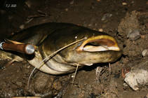 foto/diskuze/z_lovu/2013/th-img100092.jpg