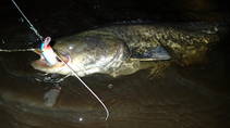 foto/diskuze/z_lovu/2013/th-img100105.jpg