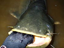 foto/diskuze/z_lovu/2013/th-img100124.jpg