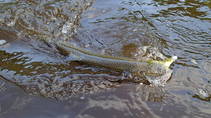 foto/diskuze/z_lovu/2013/th-img100133.jpg