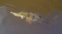 foto/diskuze/z_lovu/2013/th-img100134.jpg