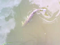 foto/diskuze/z_lovu/2013/th-img100140.jpg